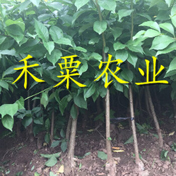 恩施蜂糖李樹苗供應(yīng)商。蜂糖李樹苗合作社