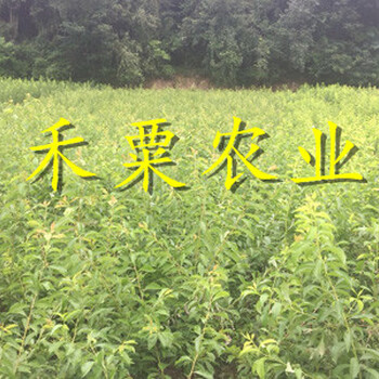早熟蜂糖李苗供應(yīng)。灌水管理