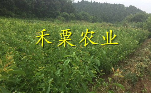 福建蜂糖李树苗可实地看苗，起苗。。蜂糖李树苗生产基地