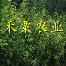 蜂糖李子苗基地_-冰糖李苗价格多少图片