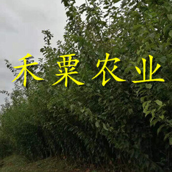 山西蜂糖李树苗品种有保障。蜂糖李树苗求购