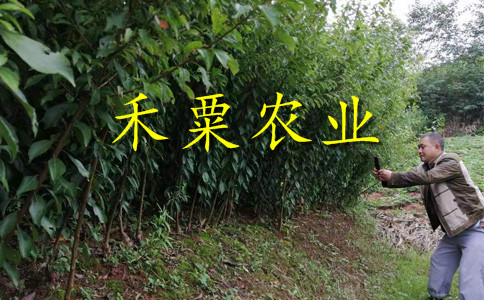 廣元早熟蜂糖李苗2cm價格。早熟蜂糖李苗出售