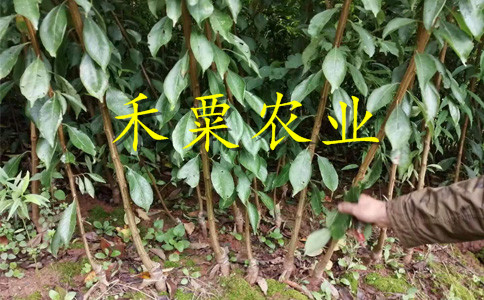 贵阳蜂糖李树苗修枝技术。蜂糖李树苗种植基地