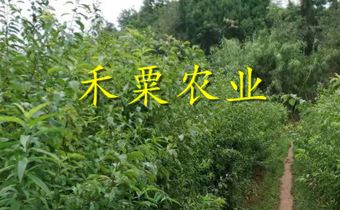 廣西早熟蜂糖李樹苗全國供應(yīng)。早熟蜂糖李樹苗批發(fā)