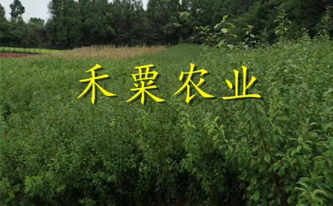 陕西早熟蜂糖李苗生产基地。早熟蜂糖李苗农场