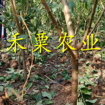 安徽蜂糖李苗裸根價格。蜂糖李苗批發(fā)