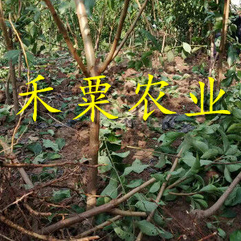宜昌早熟蜂糖李樹苗1年價格。早熟蜂糖李樹苗批發(fā)價格