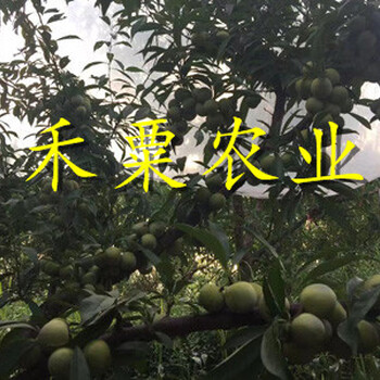 畢節(jié)蜂糖李苗病蟲害防治。蜂糖李苗求購