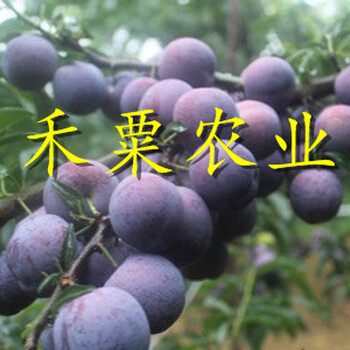 四川五月脆李苗銷售-_四川二年五月脆李苗價(jià)格