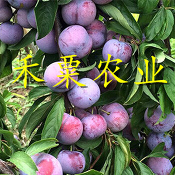 四川早熟五月脆李苗嫁接報價。早熟五月脆李苗品種介紹