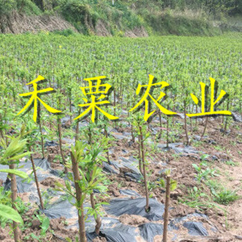 重慶城口五月脆李樹(shù)苗供應(yīng)商｜｜離核五月脆李子苗基地。