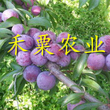 銅仁五月脆李子樹苗歡迎在線咨詢。五月脆李子樹苗物有所值