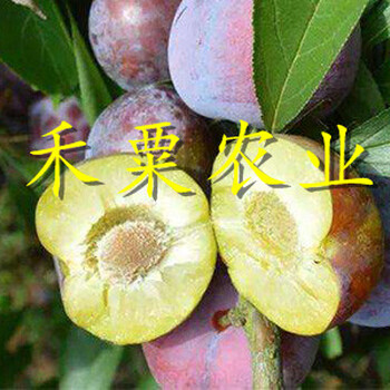 福建五月脆李子樹苗基地價格。五月脆李子樹苗生產(chǎn)基地