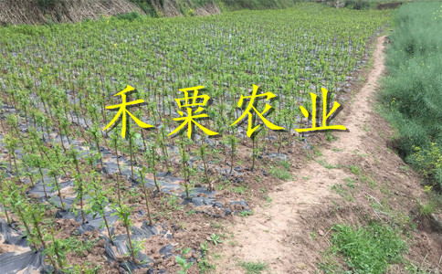 重庆丰都五月脆苗多少钱一棵｜｜特早熟五月脆李子苗种植时间。