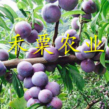 湖北早熟五月脆李苗一手基地貨源。早熟五月脆李苗批發(fā)