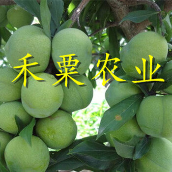 陜西安康五月脆苗多少錢一根｜｜3公分五月脆李子苗種植技術。