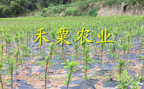 十堰五月脆李子树苗品种。五月脆李子树苗农场