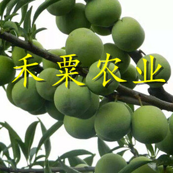 云南楚雄五月脆苗新品種價(jià)格｜｜種植五月脆李子苗產(chǎn)地。