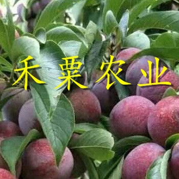 廣元五月脆李樹苗歡迎前來咨詢。五月脆李樹苗基地