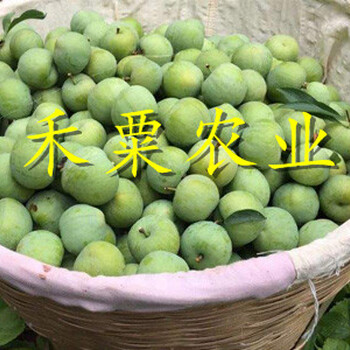 宜昌早熟五月脆李苗5cm價(jià)格。早熟五月脆李苗合作社