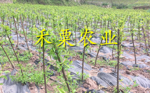 湖南五月脆李子树苗种植基地-_湖南3年五月脆李苗价格