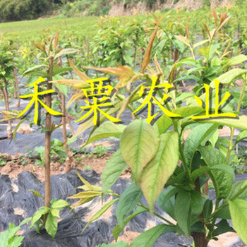 茂縣早熟五月脆李樹苗點(diǎn)擊查看詳情。早熟五月脆李樹苗價(jià)格