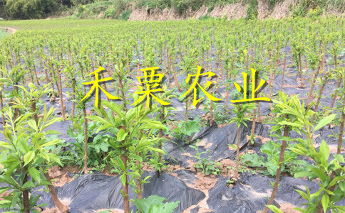 湖南五月脆李树苗可签定苗木合同。五月脆李树苗求购