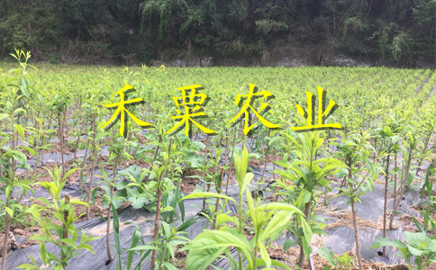 江西早熟五月脆李树苗冬季修剪。早熟五月脆李树苗生产苗圃