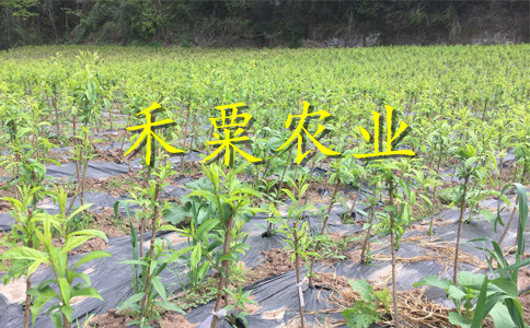 廣元五月脆李子苗在線價(jià)錢。五月脆李子苗示范基地