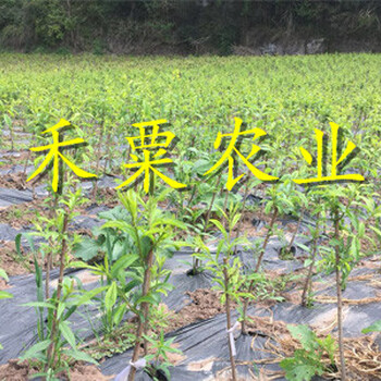 巴中五月脆李树苗产地直供。五月脆李树苗厂家