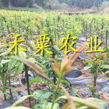 綿陽五月脆李樹苗咨詢報(bào)價(jià)。五月脆李樹苗生產(chǎn)基地