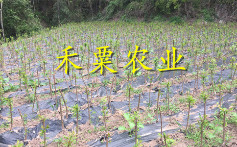 绵阳早熟五月脆李苗裸根价格。早熟五月脆李苗批发行情