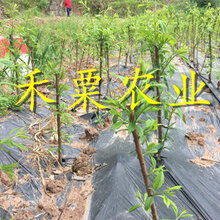 五月脆李苗批发哪家好?-_2年五月脆李苗价格图片