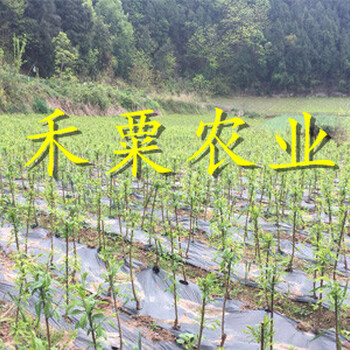 四川早熟五月脆李苗批發(fā)價格-_四川3年五月脆李苗價格