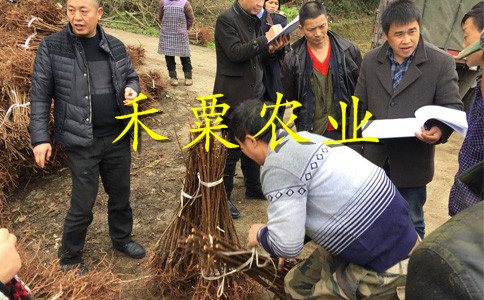 陕西早熟五月脆李苗青脆李树苗。早熟五月脆李苗基地