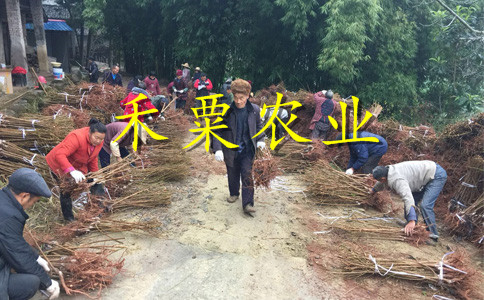 湖北天門五月脆李樹苗供應商｜｜嫁接五月脆李子樹苗廠家。