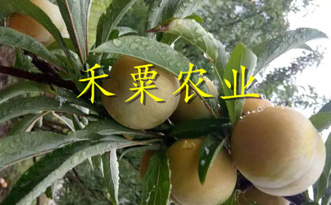 巴中早熟五月脆李苗公司證照合一。早熟五月脆李苗品種介紹
