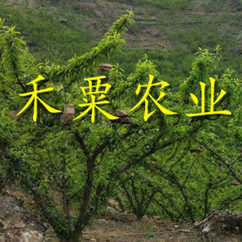 安康五月脆李子苗在線價錢。五月脆李子苗品種介紹