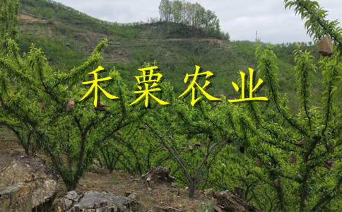 重庆渝北五月脆苗多少钱一棵｜｜新品种五月脆李子苗栽培技术与管理。