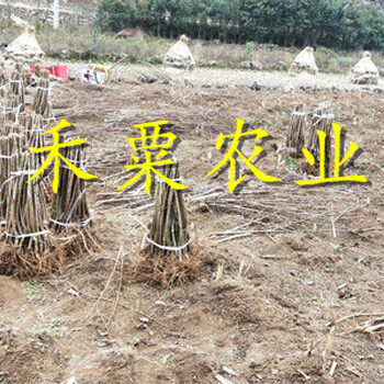 江蘇五月脆李子苗栽種時(shí)間。五月脆李子苗供應(yīng)