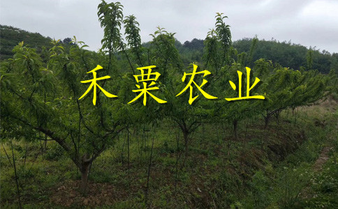 绵阳五月脆李子树苗夏季管理技术。五月脆李子树苗示范基地