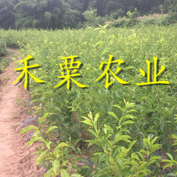 陜西早熟五月脆李苗多少錢一棵?-_陜西4cm五月脆李苗價格