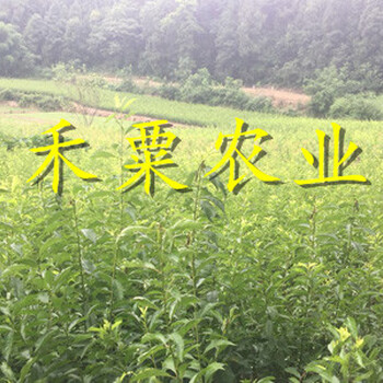 浙江五月脆李子苗基地-_浙江鳳凰李苗價格。