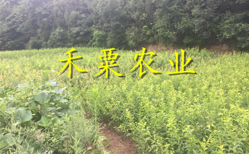 福建五月脆李子树苗种植收益好。五月脆李子树苗农场