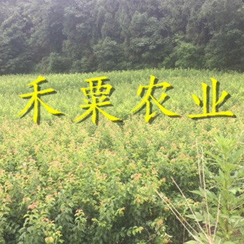 安康早熟五月脆李苗預訂立享優(yōu)惠。早熟五月脆李苗示范基地