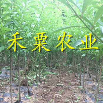 廣元五月脆李子樹苗免費獲取報價。五月脆李子樹苗生產苗圃