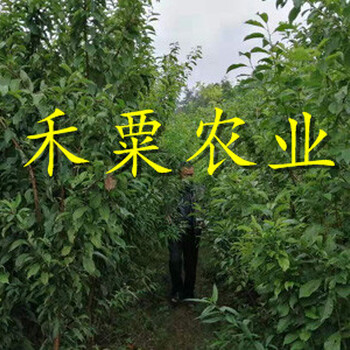 綿陽五月脆李樹苗點擊這里了解詳情。五月脆李樹苗物有所值