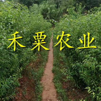 重庆五月脆李产业效益分析。。早熟五月脆李树苗生产苗圃