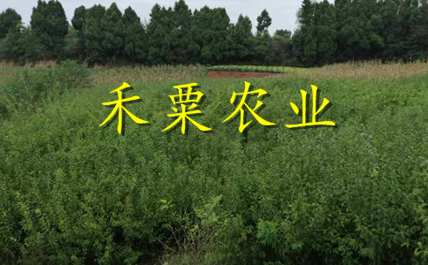 五月脆李苗報(bào)價(jià)-_2020五月脆李苗價(jià)格