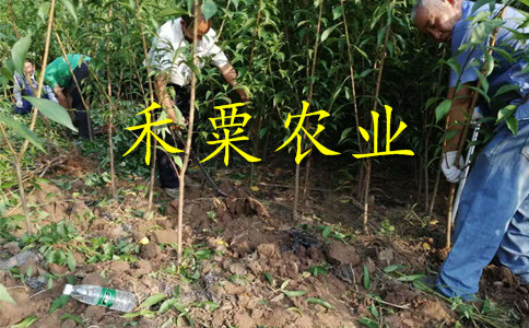 江蘇五月脆李樹苗看完這家再做決定。五月脆李樹苗合作社